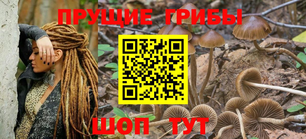 Избербаш  Галлюциногенные грибы Psilocybe  Вход с VPN 